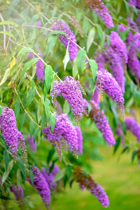 20 Popular Flowering Shrubs Best Blooming Bushes For The Garden