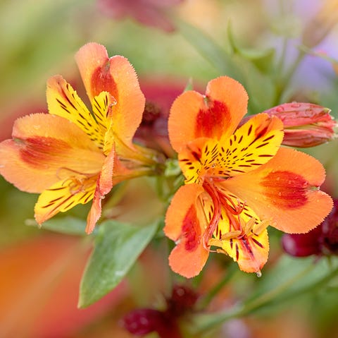 close up image of the beautiful, vibrant orange flowers of the alstroemeria, commonly called the peruvian lily or lily of the incas