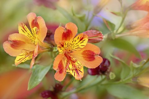 Close-up image of the beautiful, vibrant orange flowers of the Alstroemeria, commonly called the Peruvian lily or lily of the Incas