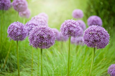 Close-up image of the summer flowering bulbous perennial purple Allium flowers in hazy sunshine