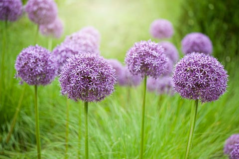 Close-up image of the summer flowering bulbous perennial purple Allium flowers in hazy sunshine Close-up image of the summer flowering bulbous perennial purple Allium flowers in hazy sunshine