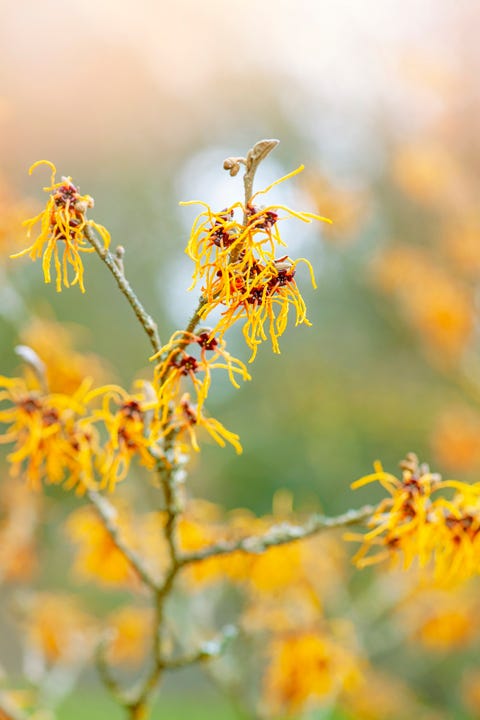 close-up-image-of-the-vibrant-coloured-yellow-royalty-free-image-1585846106.jpg?crop=1.00xw:0.668xh0,0.140xh&resize=480:*