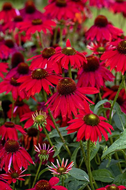 Close-up image of the vibrant red Echinacea 'Salsa red' also known as Coneflowers