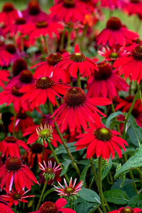 Close-up image of the vibrant red Echinacea 'Salsa red' also known as Coneflowers