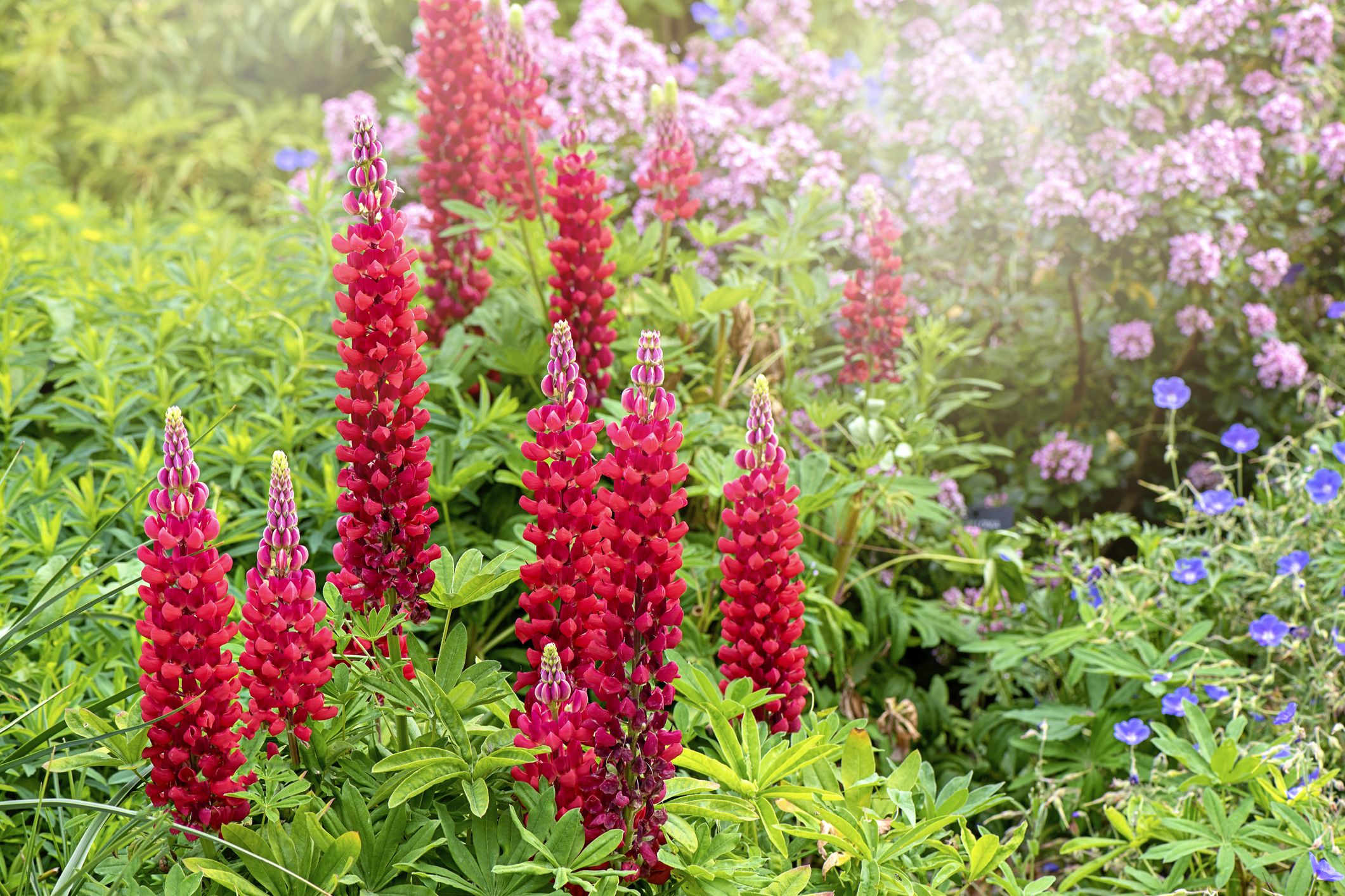 20 Best Perennial Flowers   Easy Perennial Plants to Grow