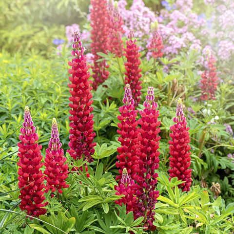 20 Best Perennial Flowers Easy Perennial Plants To Grow,Why Are There So Many Flies Outside My House Uk