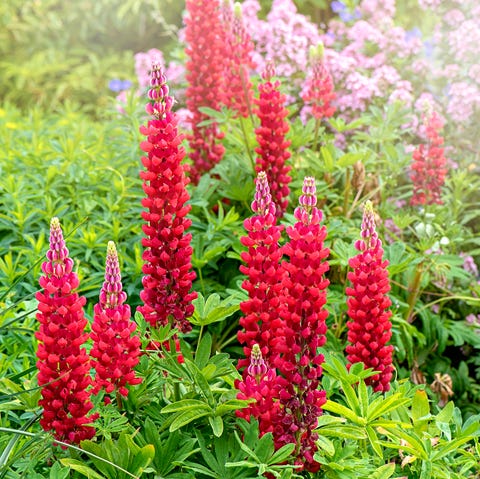 20 Best Perennial Flowers Easy Perennial Plants To Grow