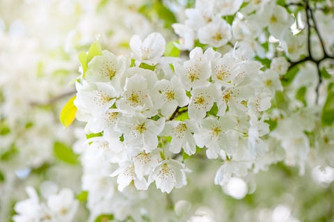 close up, macro image of spring flowering white cherry blossom flowers