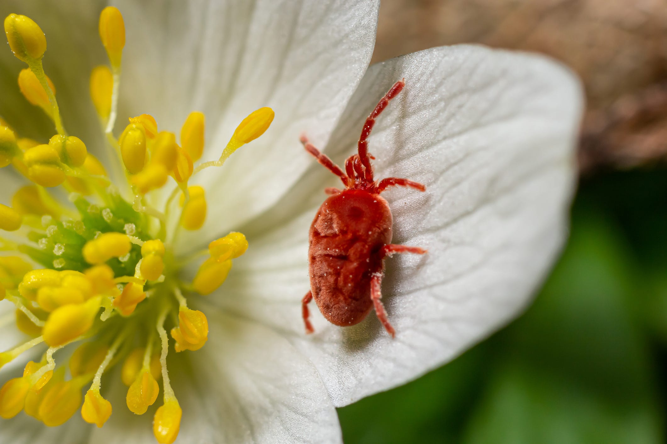 You Probably Have Red Velvet Mites All Over Your Yard