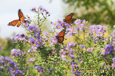 Close-up Monarch butterflies resting on flowers