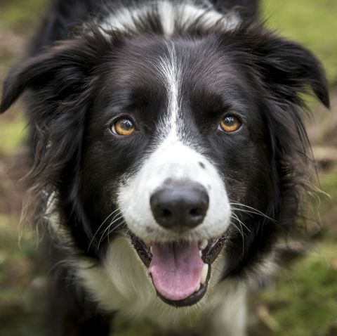 Close up of a beautiful Border Collie dog