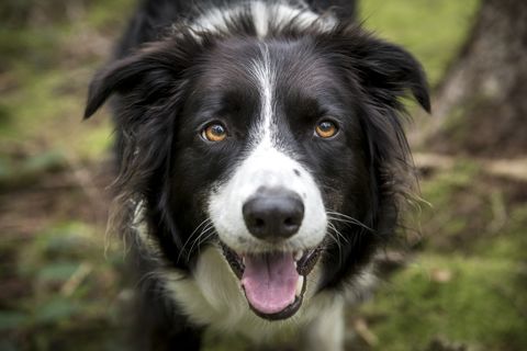 close up of a beautiful border collie dog