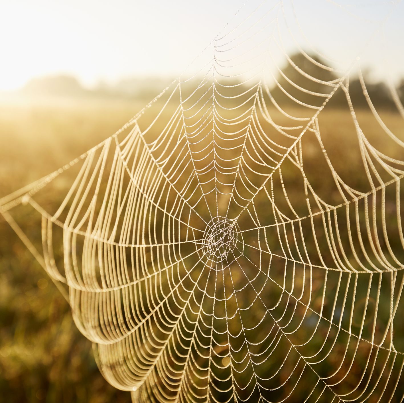 Spiderwebs Aren't Just Bug Traps. They're a Secret Lifeline for Endangered Species.