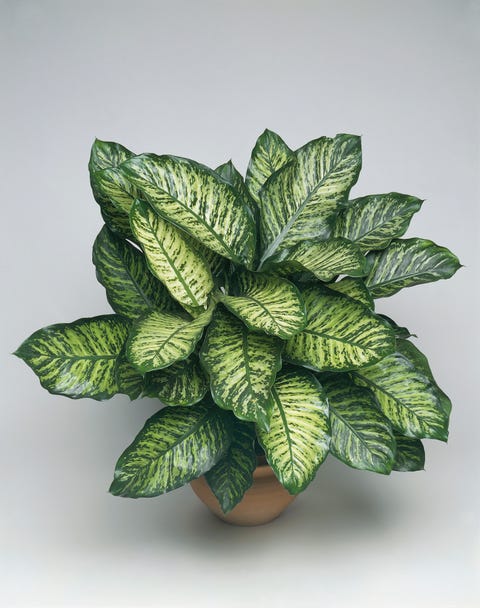 Close-up of a Dieffenbachia (Dieffenbachia seguine candida) Close-up of a Dieffenbachia (Dieffenbachia seguine candida)