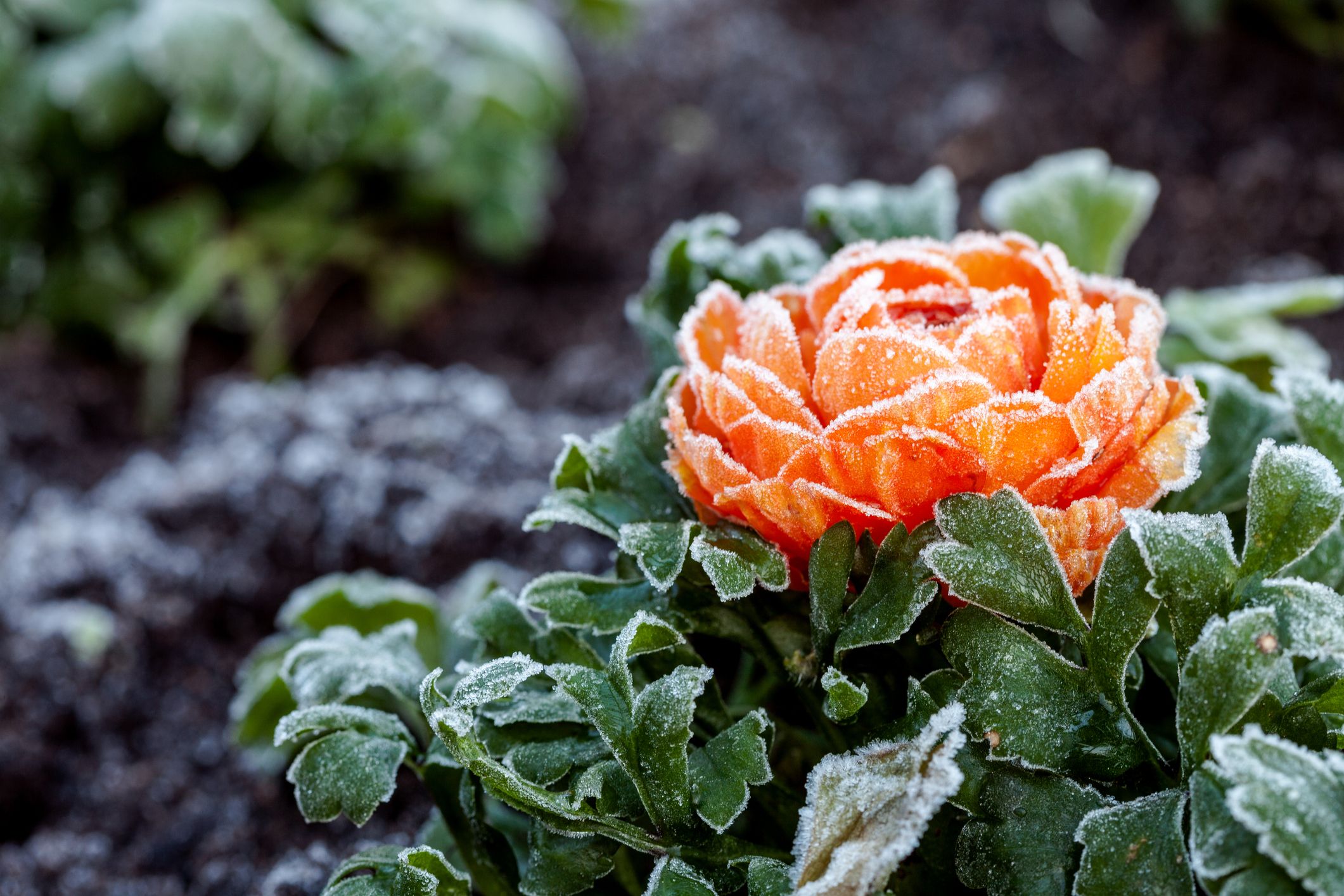 12 Best Winter Flowers Plants That Bloom In The Winter