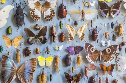 Close up of a selection of colourful butterflies and beetles in a display case