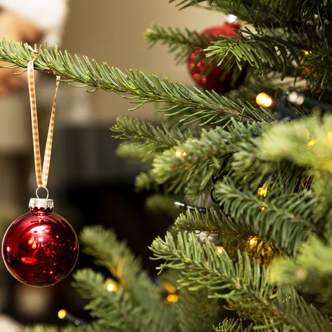 The Great British Christmas Tree Rush Will Peak This Weekend