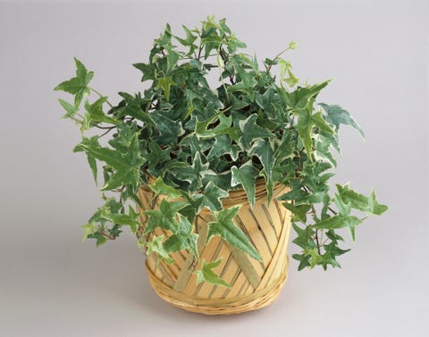 Close-up of an English Ivy plant growing in a pot (Hedera helix) Close-up of an English Ivy plant growing in a pot (Hedera helix)