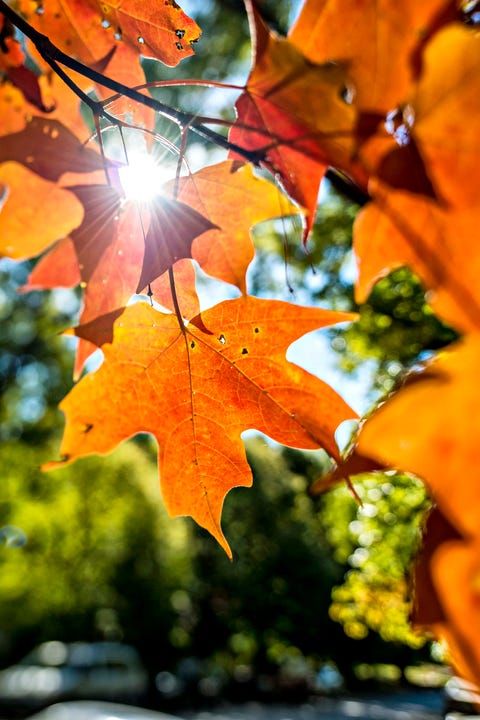 14 Best Autumn Poems Classic Poems About Fall