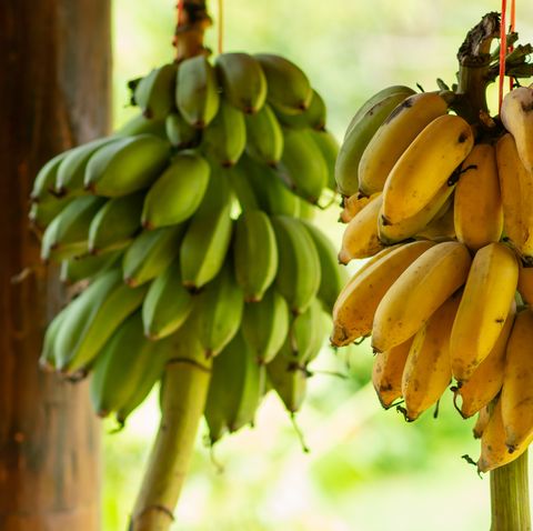 close up of bananas growing on tree