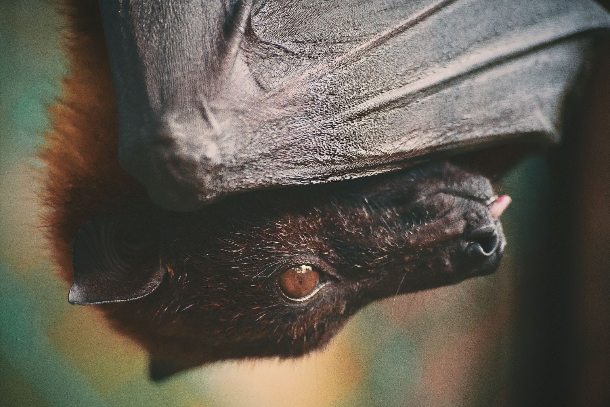 Bat Facts And Photos Animal Fun Reciation Day