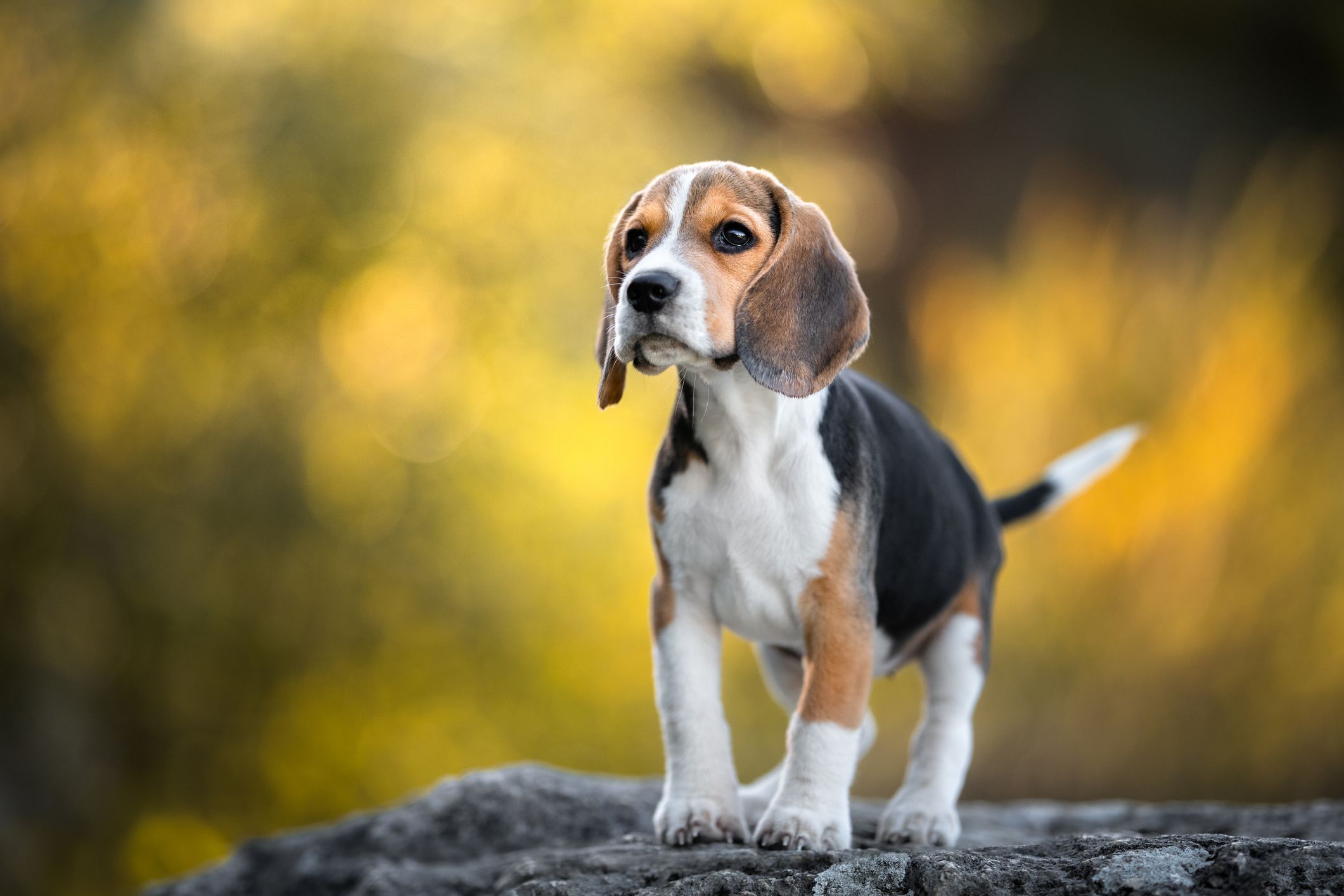 most active small dog breeds