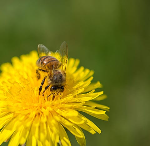 Close-Up Of Bee Pollinating On Yellow Dandelion Close-Up Of Bee Pollinating On Yellow Dandelion