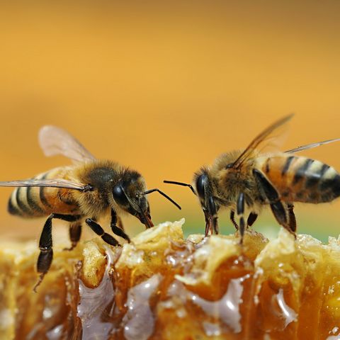 Close-Up Of Bees On Honey