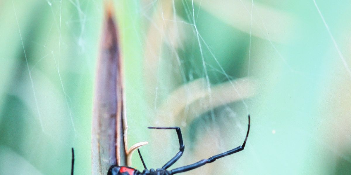 What Spider Can Kill A Black Widow - Spider Bites How Dangerous Are They / Use the best pesticides in your garden to kill the black widow spider or brown recluse.