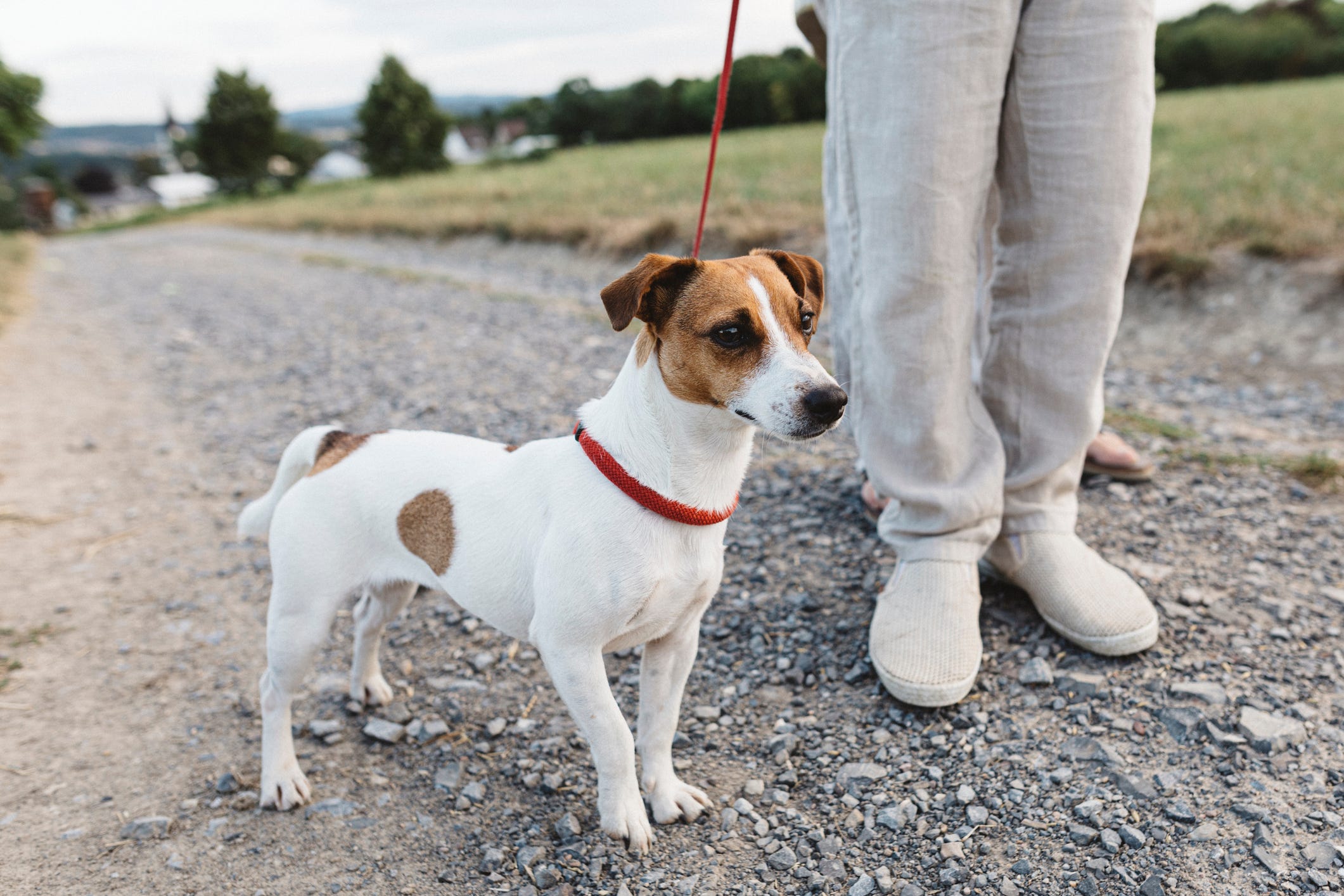 how often should you wash your dog rspca