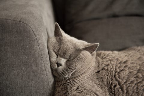 close up of british short hair cat sleeping on couch