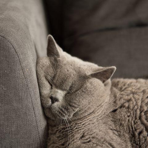 close up of british short hair cat sleeping on couch
