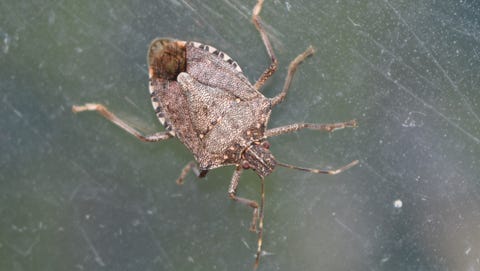 close up of brown marmorated stink bug