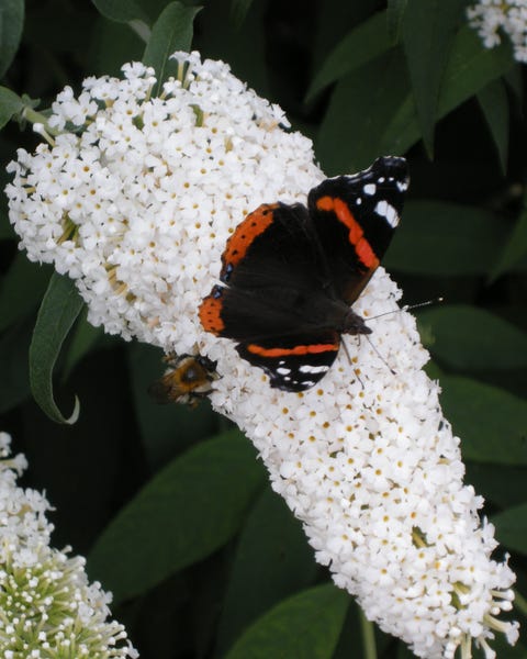 Borboleta nas flores 