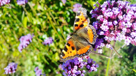 Bbc Springwatch 2019 Launches Gardenwatch Uk S Biggest Garden Audit - bbc two s springwatch launches gardenwatch the nation s biggest ever garden audit