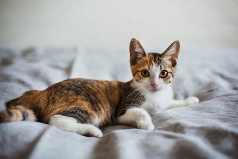 Close up of calico cat with white, red and black spots lying on a bed