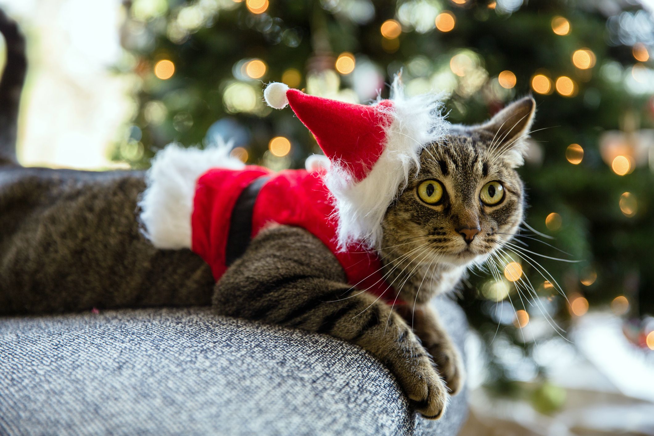 Cat Christmas Outfits Dog Santa Hat Cat Xmas Hat 