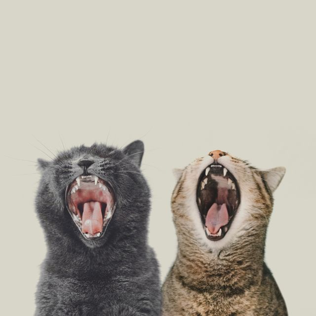 closeup of cats yawning against white background