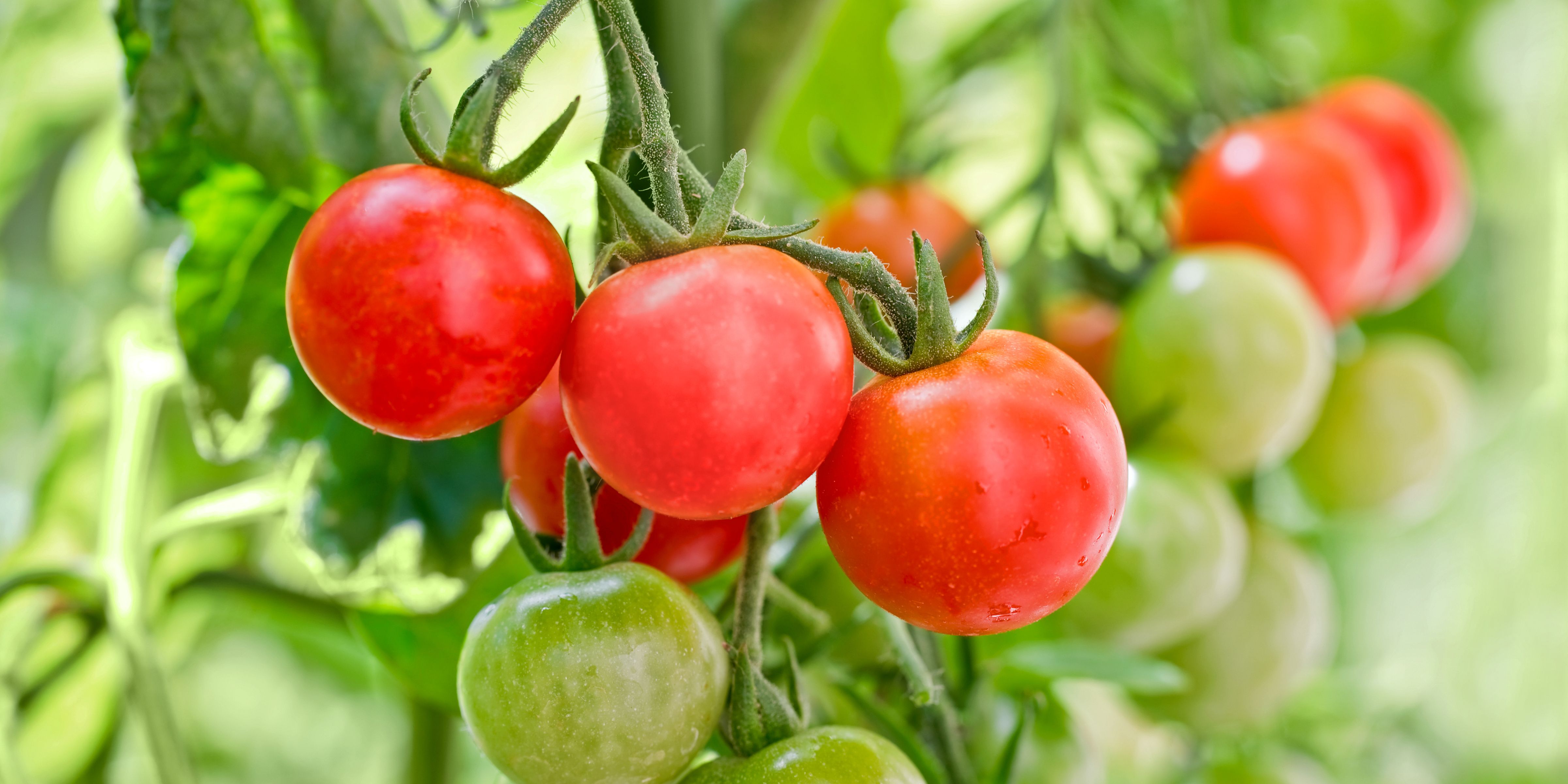 cherry tomato seedlings growing horizontally