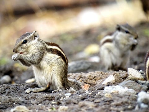 get rid of chipmunks