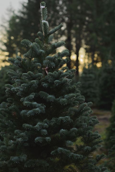 50 Best Christmas Tree Farms In America - Christmas Tree ...