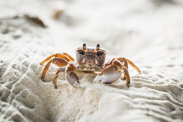 close up of crab on sand at beach, island of la digue, seychelles