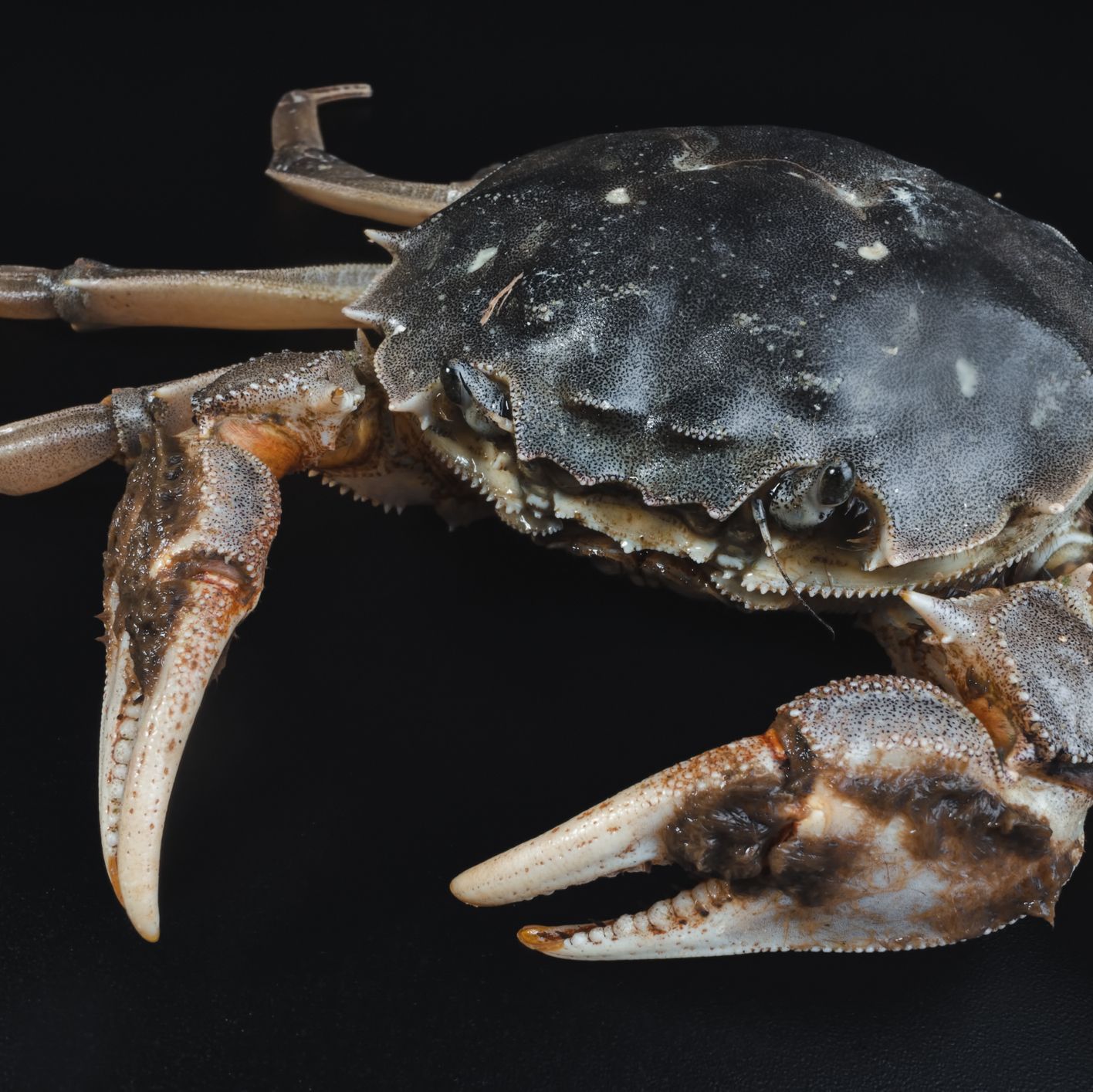 How Crabs Could Help Sustainably Replace Lithium-Ion Batteries