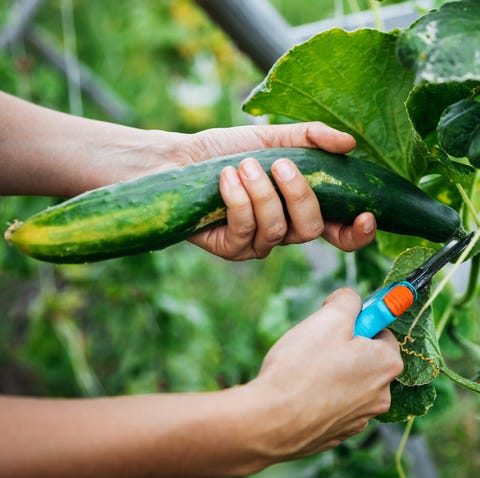 cosecha del pepino