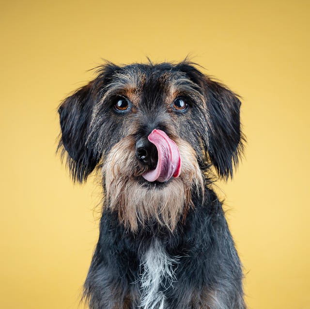 Close-up of dachshund against yellow background,Madrid,Spain close up of dachshund against yellow background,madrid,spain