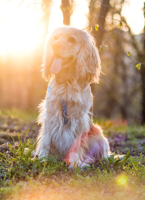 is cocker spaniel a good family dog