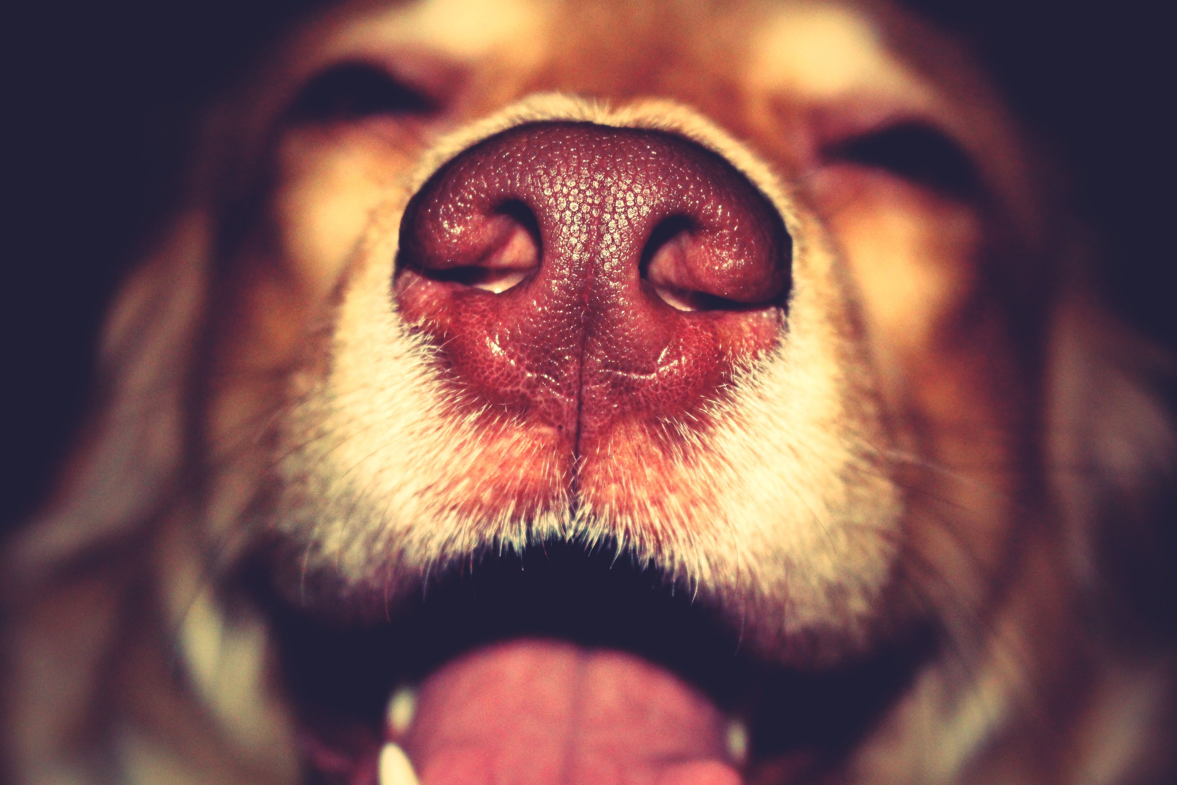 dog nose