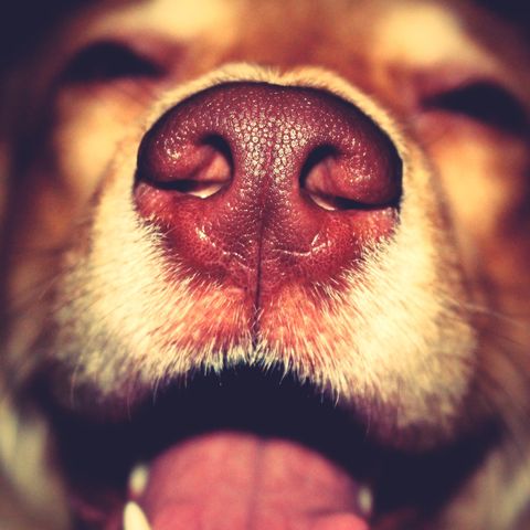 Close-Up of Dog Snout