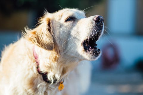 Close-Up Of Dog With Mouth Open Looking Away