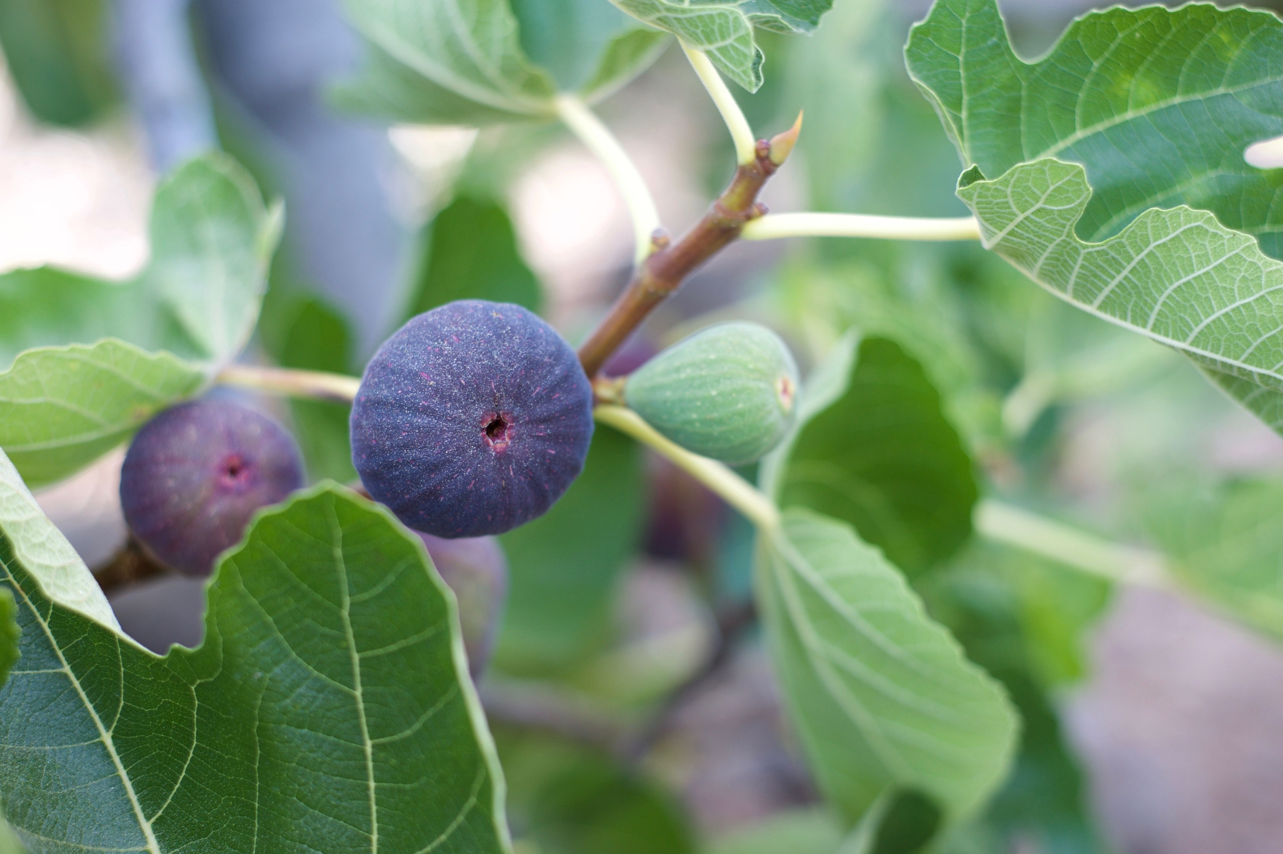 What is fig tree fruit